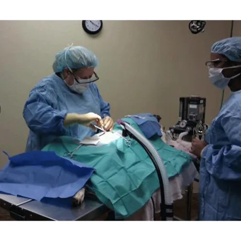 Vet and staff performing surgery